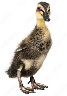 Duck Chicks